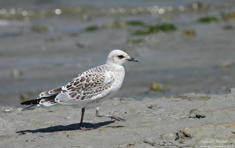 Mediterranean Gulljuvenile