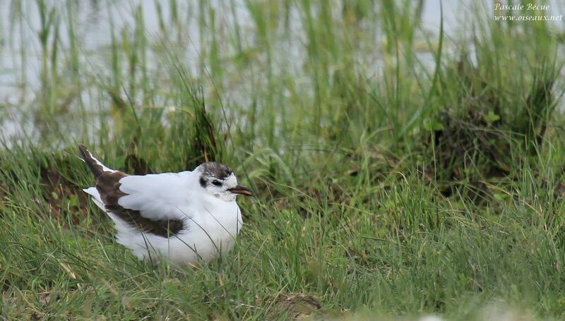 Little Gull