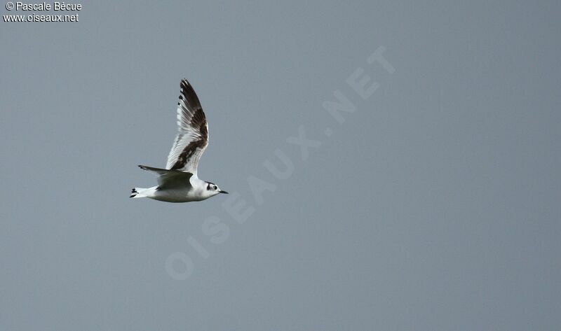 Mouette pygmée