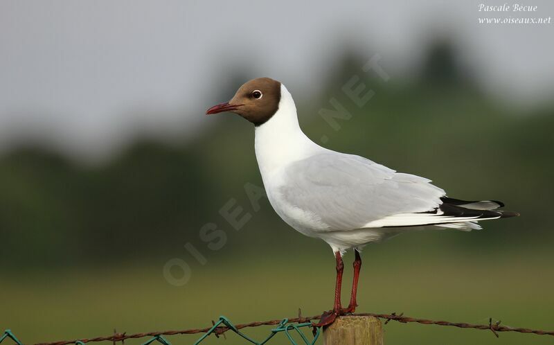 Mouette rieuseadulte nuptial