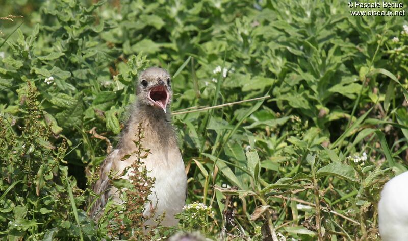 Mouette rieusejuvénile