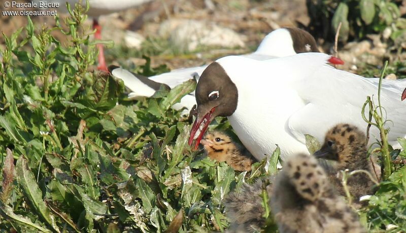 Black-headed Gulladult