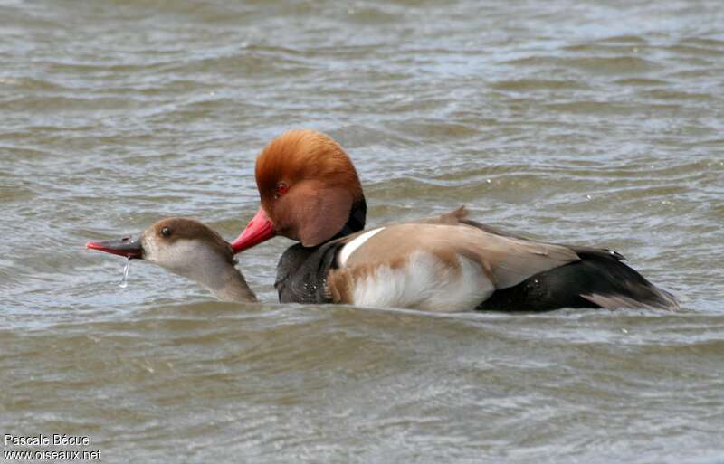 Red-crested Pochardadult, mating.