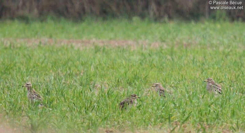 Eurasian Stone-curlew