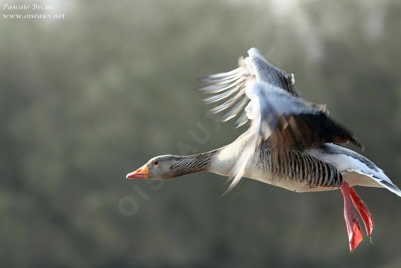 Greylag Gooseadult, Flight