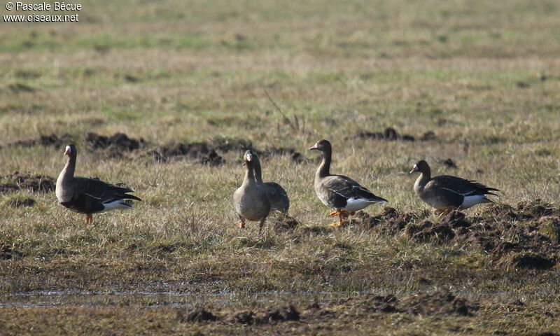 Greater White-fronted Goose