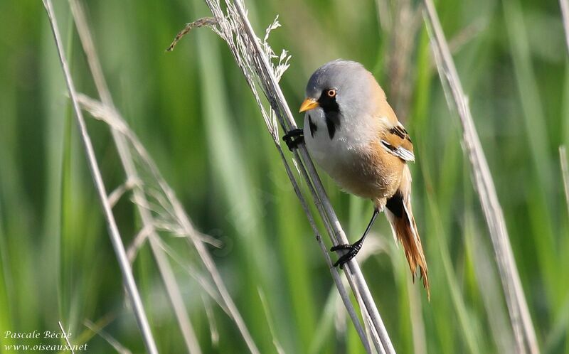 Bearded Reedling male adult