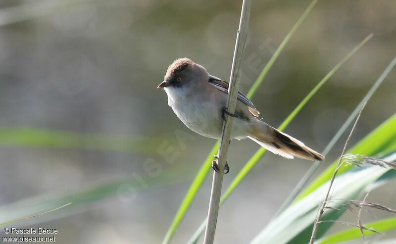 Bearded Reedling female juvenile