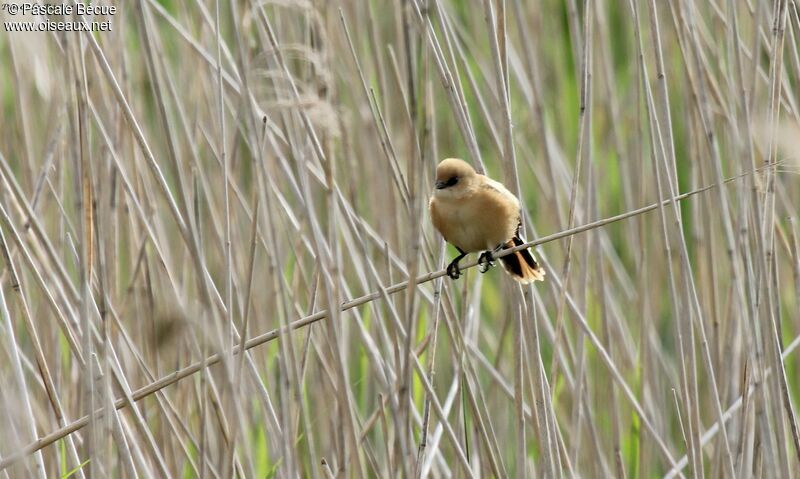 Bearded Reedling female juvenile