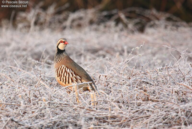 Red-legged Partridgeadult