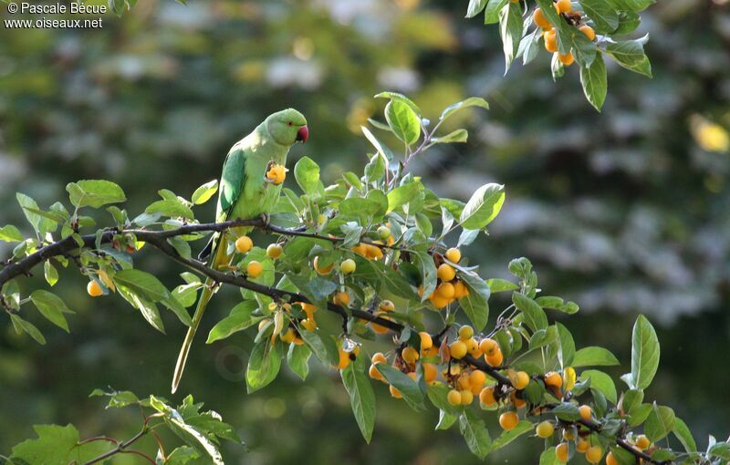 Rose-ringed Parakeetadult