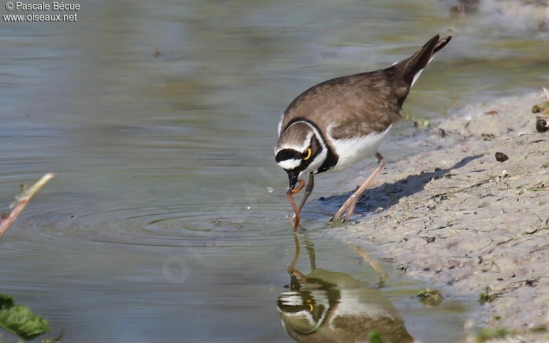 Little Ringed Ploveradult