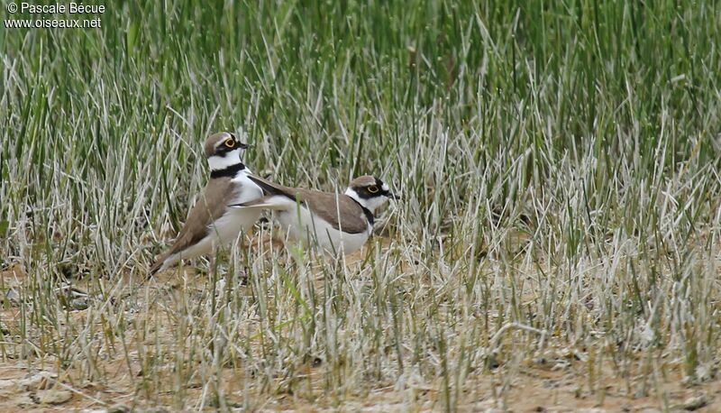 Little Ringed Plover adult