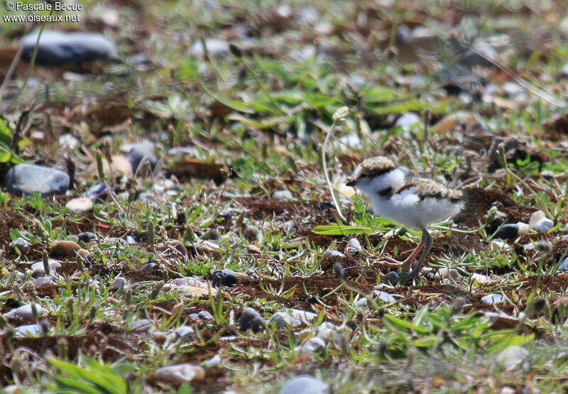 Little Ringed Ploverjuvenile