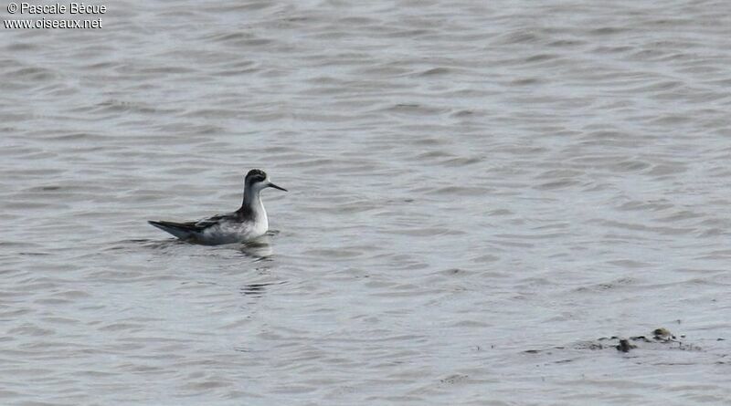 Phalarope à bec étroitadulte