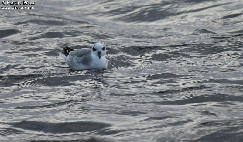 Phalarope à bec largeadulte