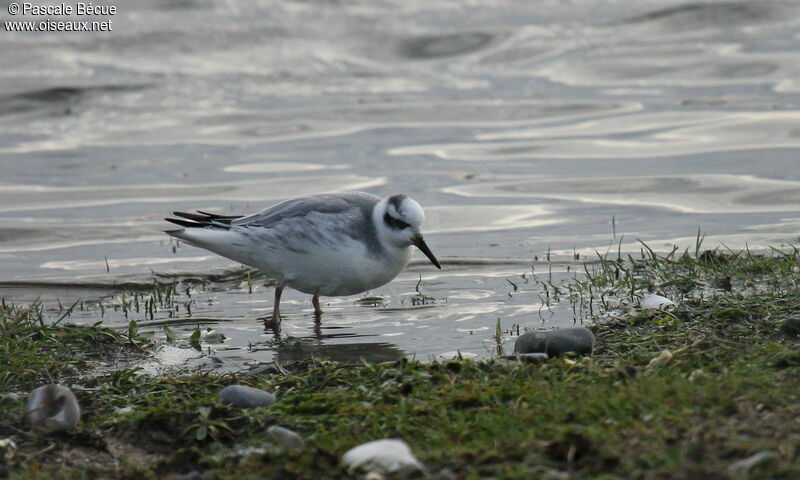 Phalarope à bec largeadulte