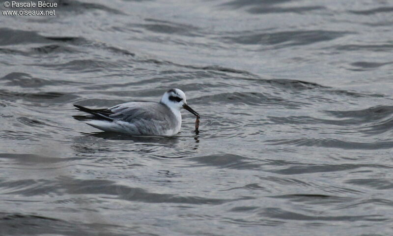 Phalarope à bec largeadulte