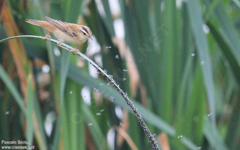 Phragmite des joncs1ère année, habitat, régime, pêche/chasse