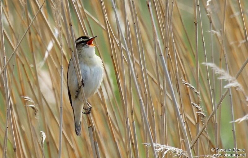 Phragmite des joncsadulte, chant