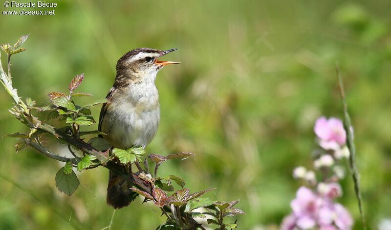 Sedge Warbleradult