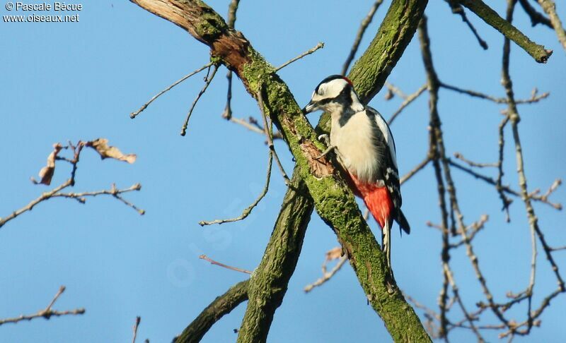 Great Spotted Woodpeckeradult