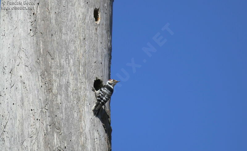 Lesser Spotted Woodpecker male adult