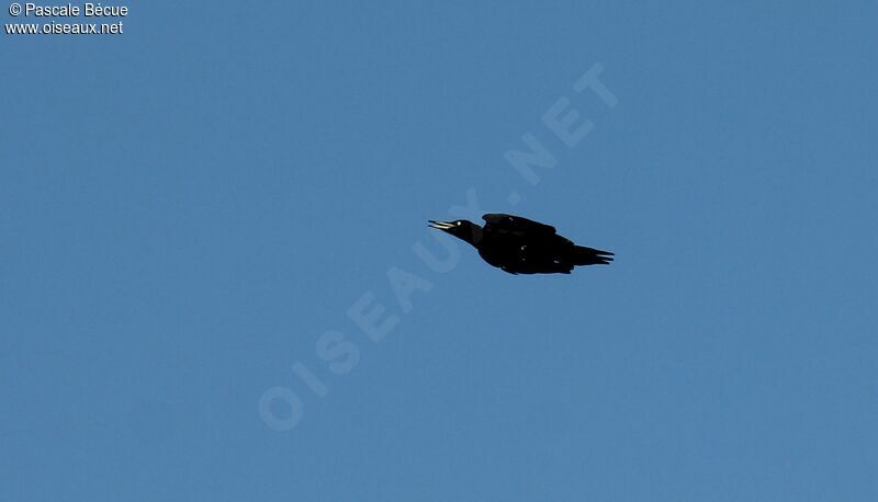 Black Woodpecker female adult, Flight