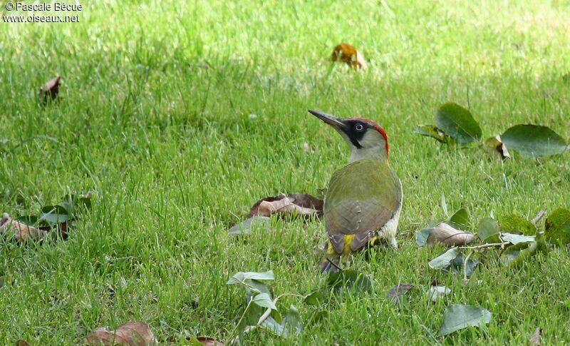 European Green Woodpecker female adult