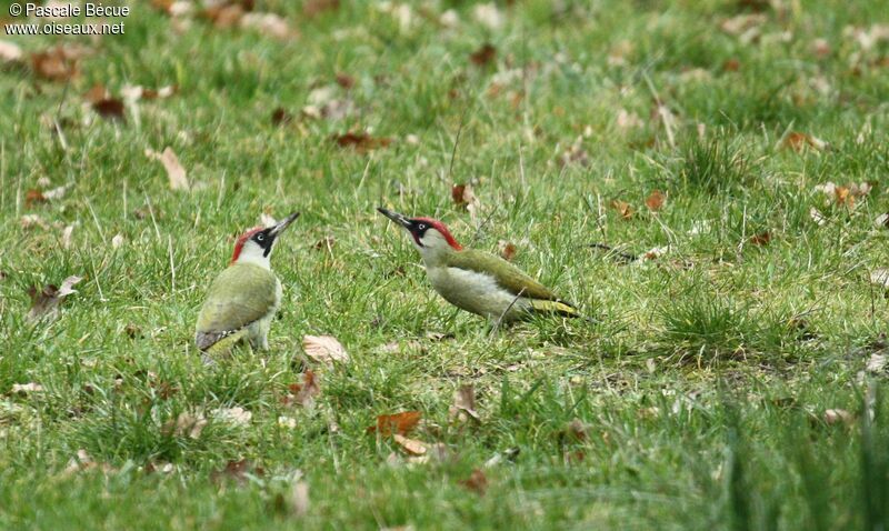 European Green Woodpecker adult