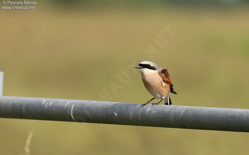 Red-backed Shrike male adult