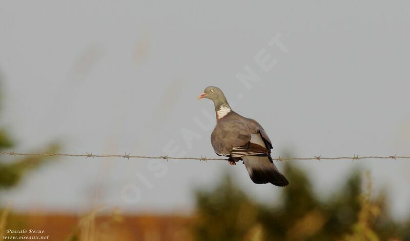 Common Wood Pigeonadult