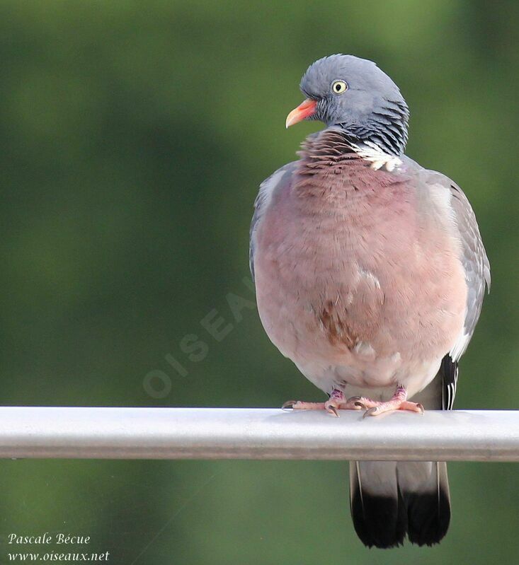 Pigeon ramieradulte