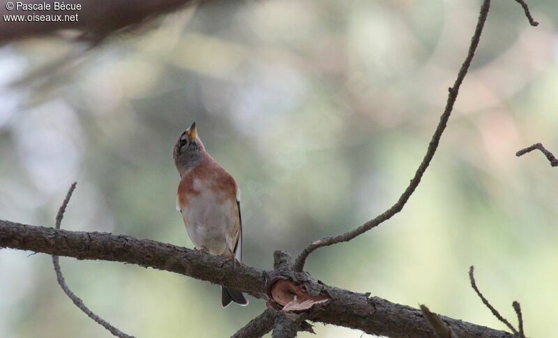 Brambling