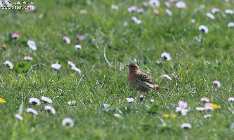 Pipit à gorge rousseadulte, identification