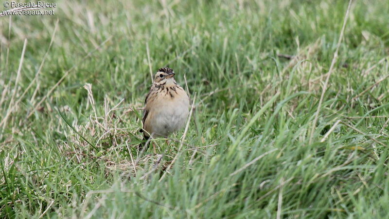 Richard's Pipit