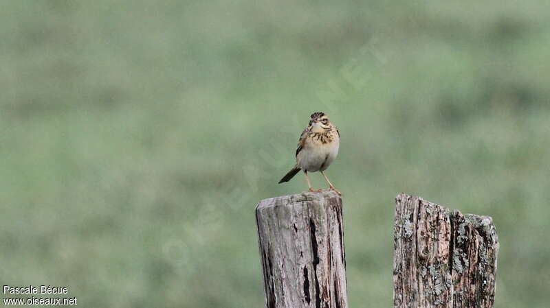 Pipit de Richard1ère année, portrait