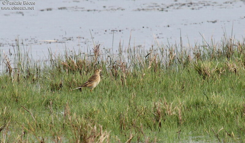 Richard's Pipit