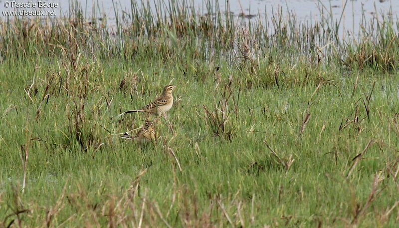 Richard's Pipit