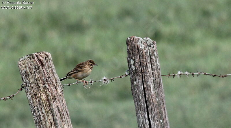 Pipit de Richard