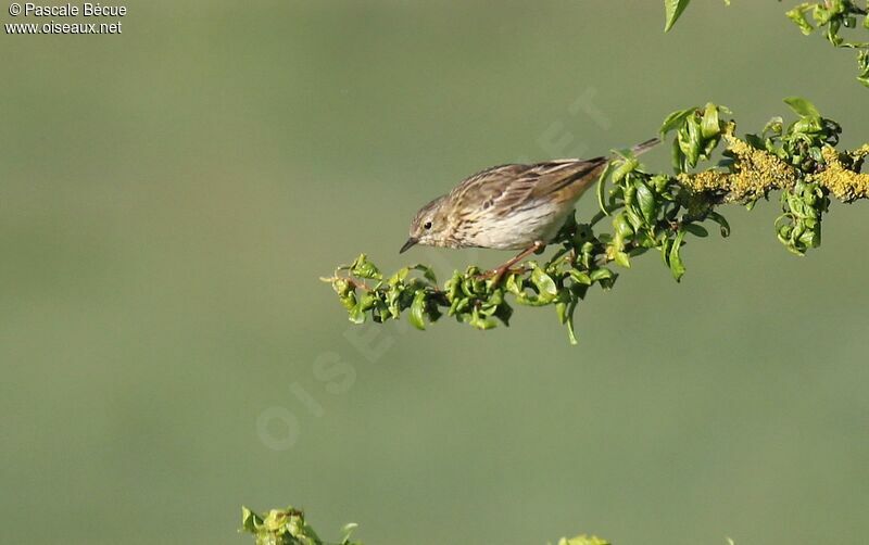 Tree Pipitadult