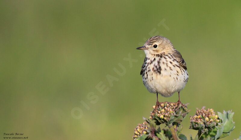 Pipit farlouseadulte