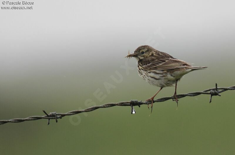 Pipit farlouseadulte