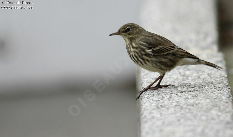 Pipit maritimeadulte