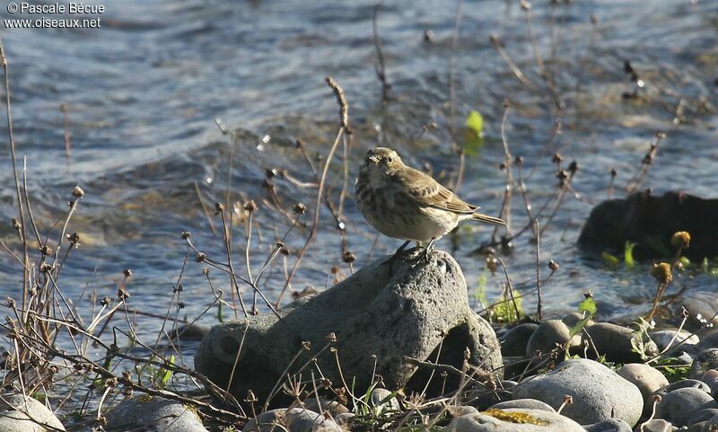 European Rock Pipitadult