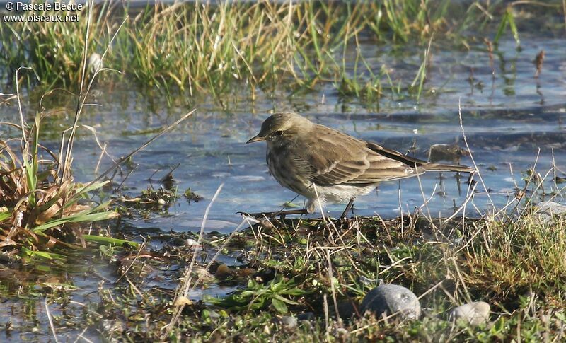 Pipit maritimeadulte