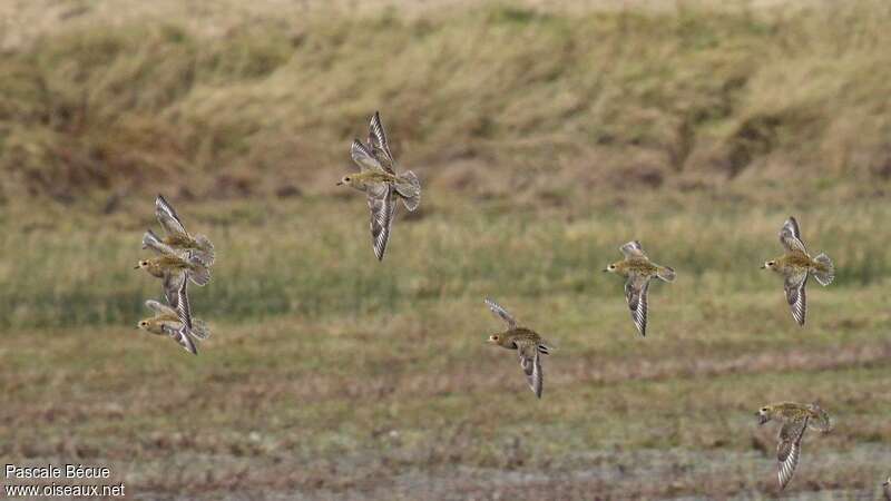 European Golden Plover, Flight