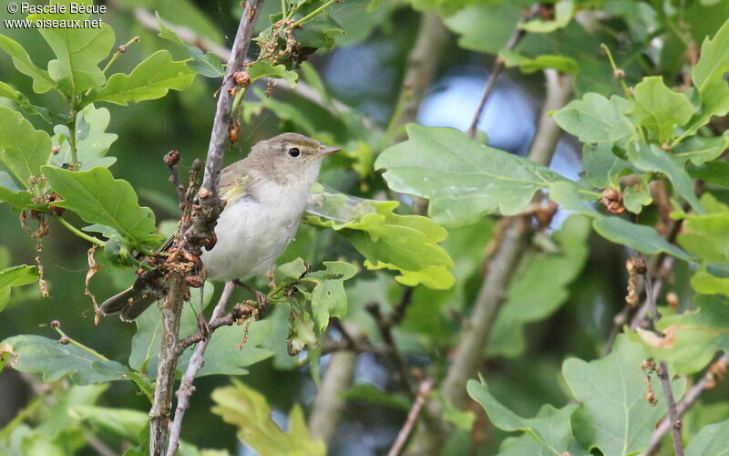 Western Bonelli's Warbleradult