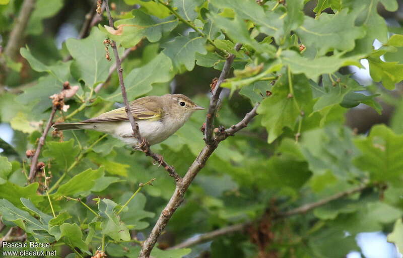 Western Bonelli's Warbleradult, habitat