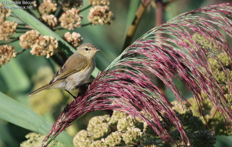 Pouillot véloceimmature